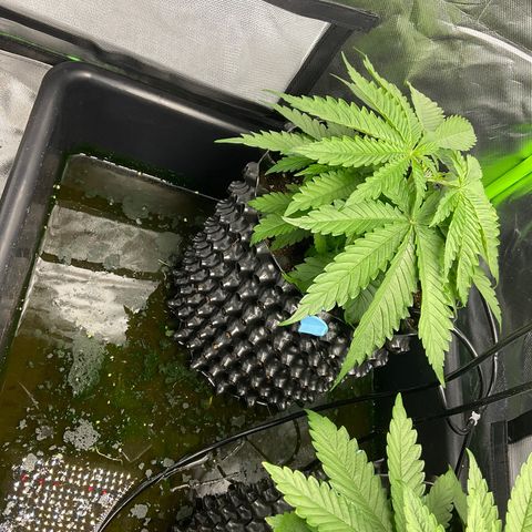 Purple Amnesia Haze growlog photo: Vorm toppen nach dem Urlaub