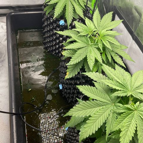 Purple Amnesia Haze growlog photo: Vorm toppen nach dem Urlaub