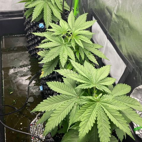 Purple Amnesia Haze growlog photo: Vorm toppen nach dem Urlaub