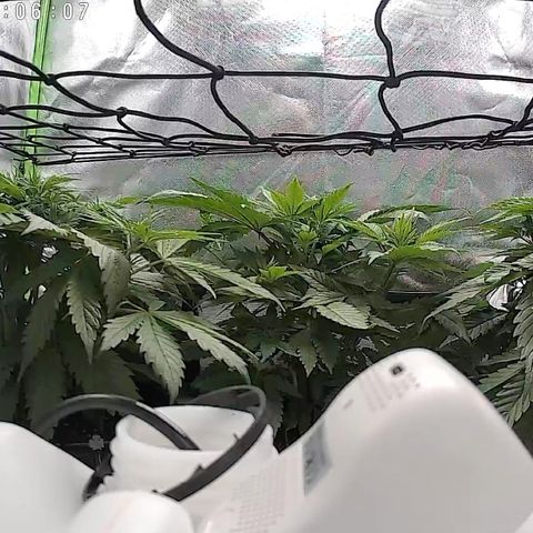 Purple Amnesia Haze growlog timeline photo
