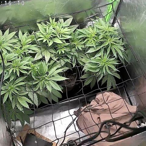Purple Amnesia Haze growlog photo: Scrog an 33% einzelne Triebe erstmalig durchgesteckt