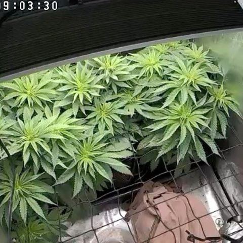 Purple Amnesia Haze growlog timeline photo