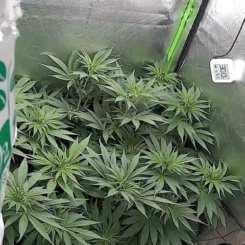 Purple Amnesia Haze growlog timeline photo