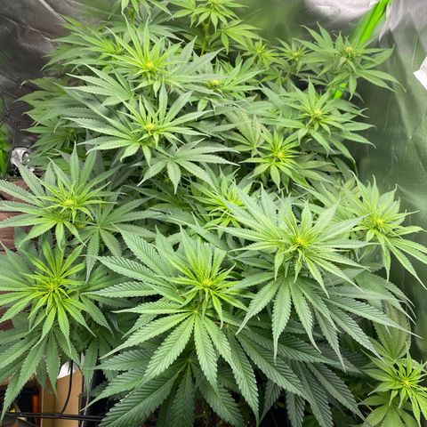 Purple Amnesia Haze growlog photo: Geschlechtsbestimmung möglich?