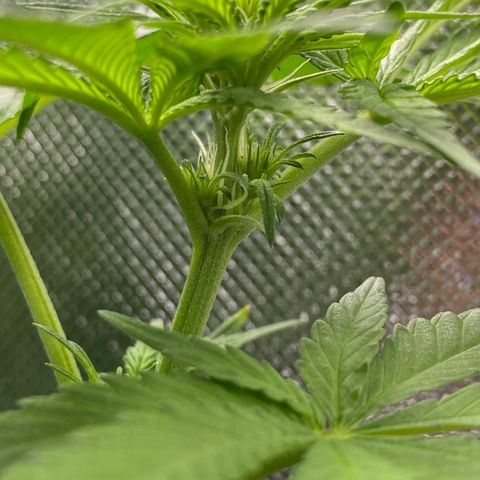 Purple Amnesia Haze growlog photo: Geschlechtsbestimmung möglich?