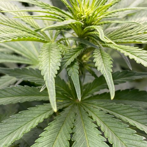 Purple Amnesia Haze growlog photo: Geschlechtsbestimmung möglich?