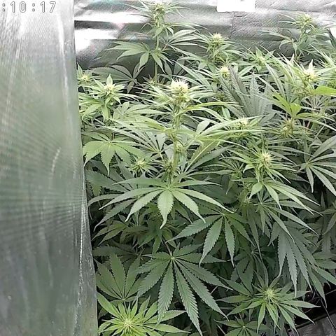 Purple Amnesia Haze growlog photo: Höhe kurz vor Limit mit reg. Lichtabstand