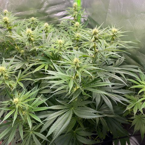 Purple Amnesia Haze growlog timeline photo