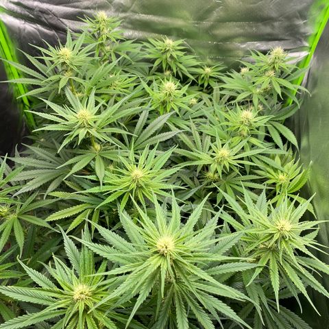 Purple Amnesia Haze growlog timeline photo
