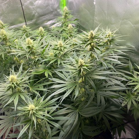 Purple Amnesia Haze growlog timeline photo