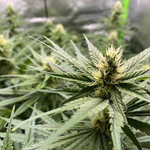 Purple Amnesia Haze growlog timeline photo