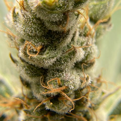Purple Amnesia Haze growlog timeline photo