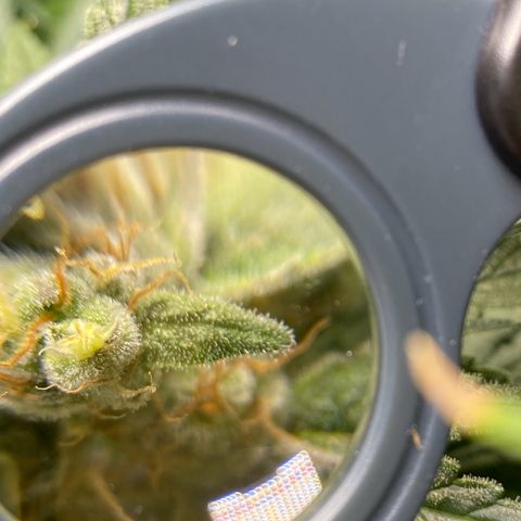 Purple Amnesia Haze growlog timeline photo