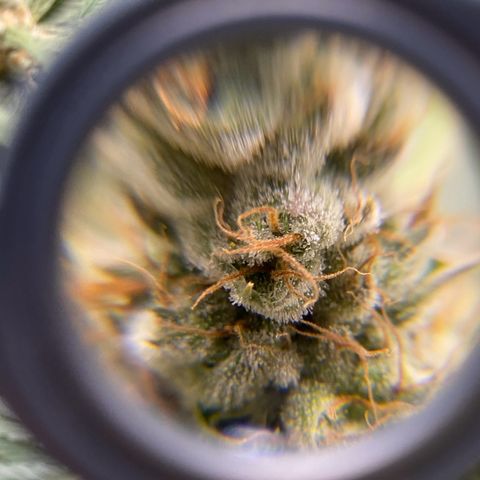 Purple Amnesia Haze growlog timeline photo