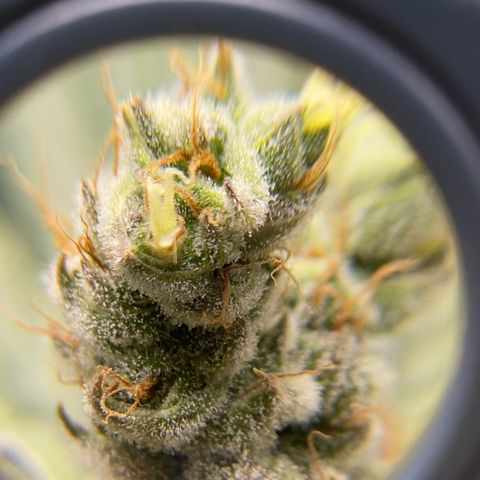 Purple Amnesia Haze growlog timeline photo