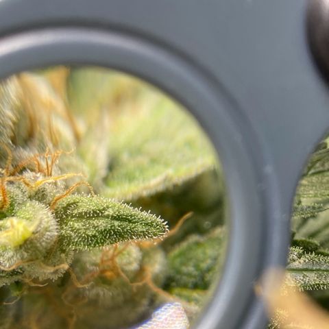 Purple Amnesia Haze growlog timeline photo