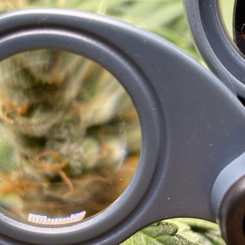 Purple Amnesia Haze growlog timeline photo