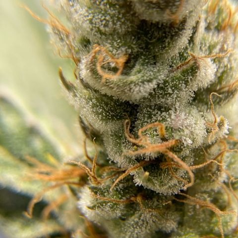 Purple Amnesia Haze growlog timeline photo