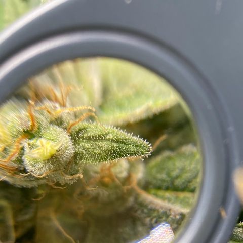 Purple Amnesia Haze growlog timeline photo