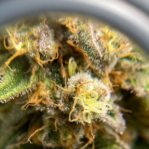Purple Amnesia Haze growlog timeline photo
