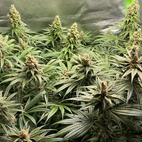 Purple Amnesia Haze growlog timeline photo