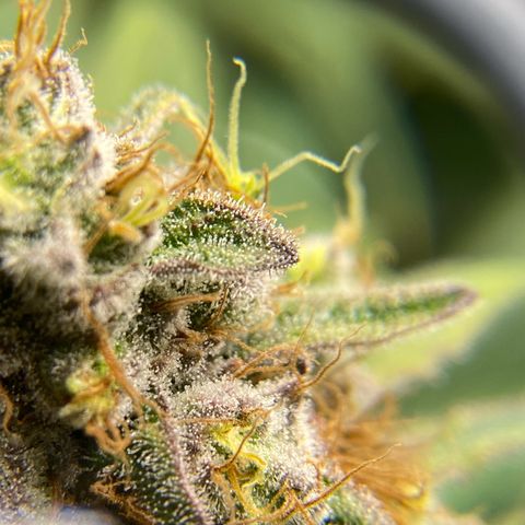 Purple Amnesia Haze growlog timeline photo