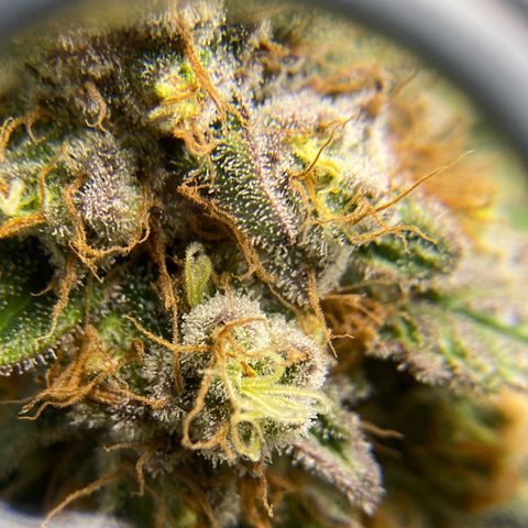 Purple Amnesia Haze growlog timeline photo