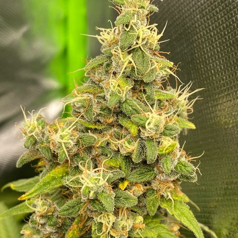 Purple Amnesia Haze growlog timeline photo
