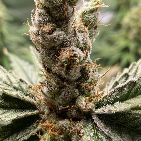 Purple Amnesia Haze growlog timeline photo