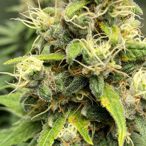 Purple Amnesia Haze growlog timeline photo