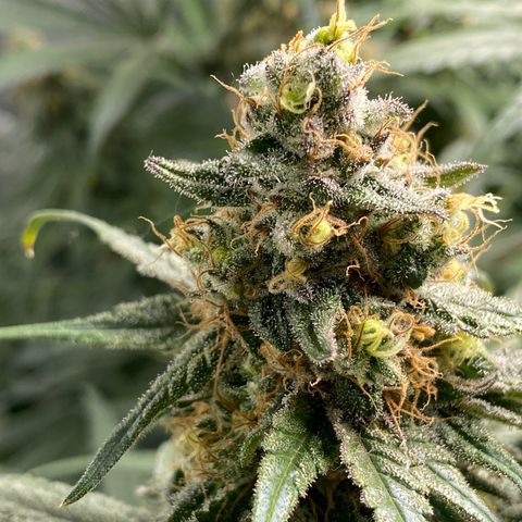 Purple Amnesia Haze growlog timeline photo