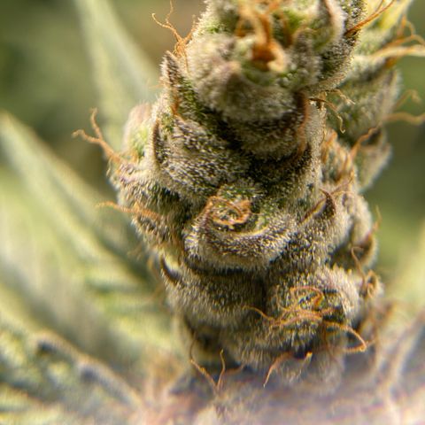Purple Amnesia Haze growlog timeline photo