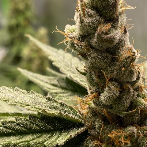 Purple Amnesia Haze growlog timeline photo