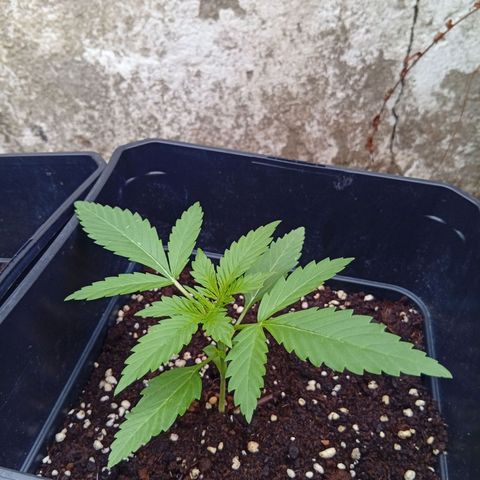 Miliki growlog timeline photo