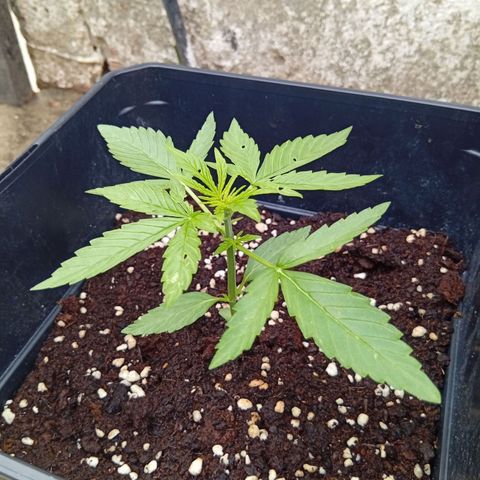 Miliki growlog timeline photo