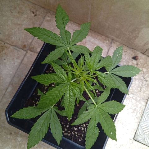 Miliki growlog timeline photo