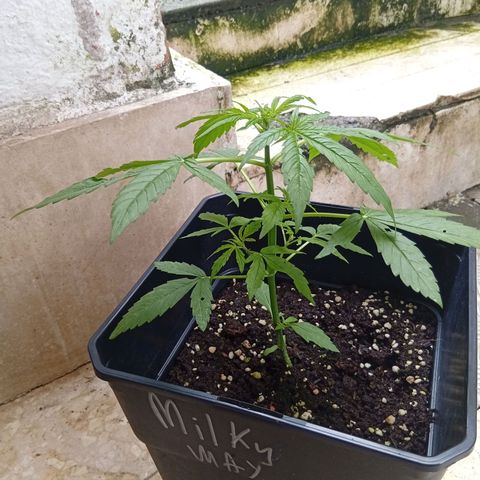 Miliki growlog timeline photo