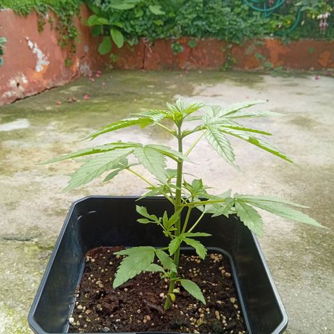 Miliki growlog timeline photo