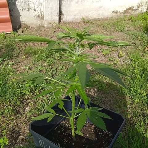 Miliki growlog timeline photo