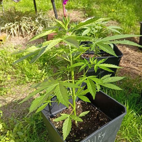 Miliki growlog timeline photo