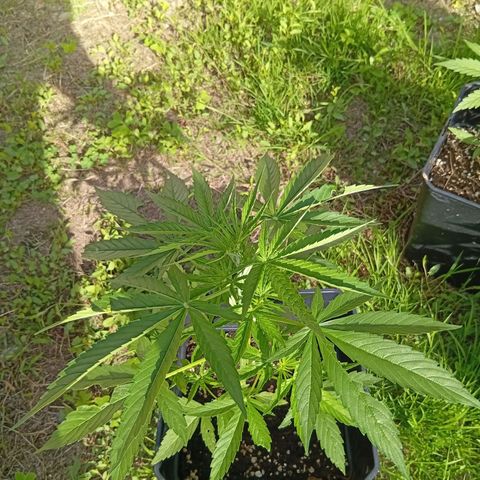 Miliki growlog timeline photo