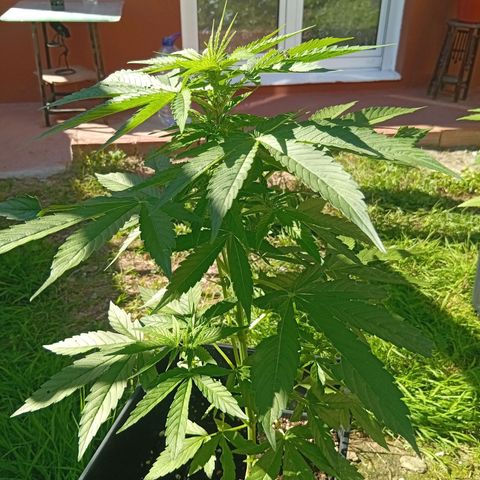 Miliki growlog timeline photo
