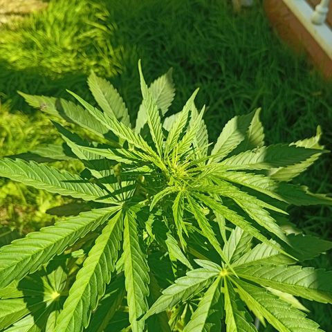 Miliki growlog timeline photo