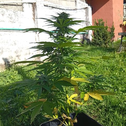 Miliki growlog timeline photo