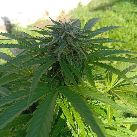 Miliki growlog timeline photo