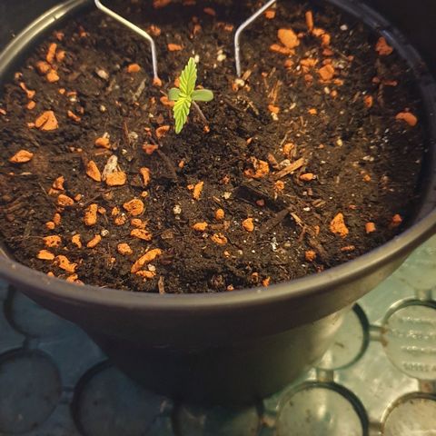 Runtz growlog timeline photo