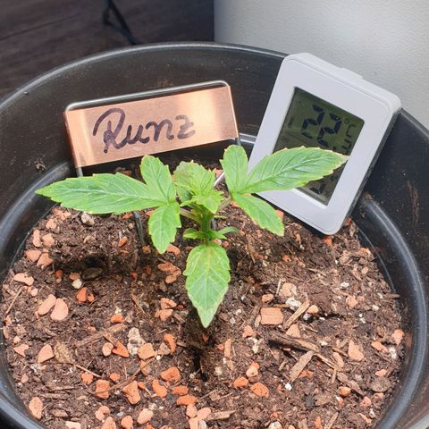 Runtz growlog timeline photo