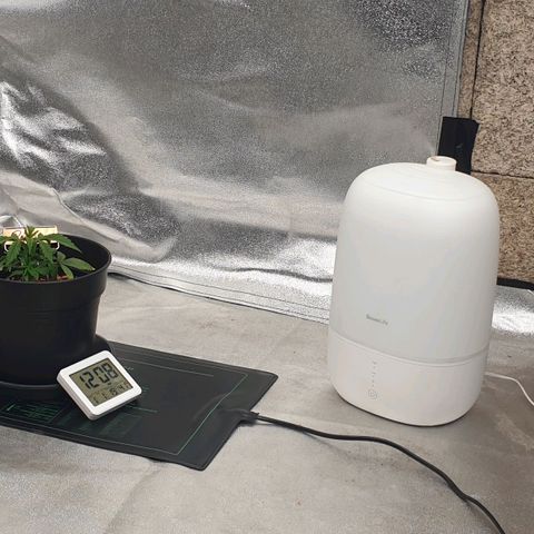 Runtz growlog timeline photo