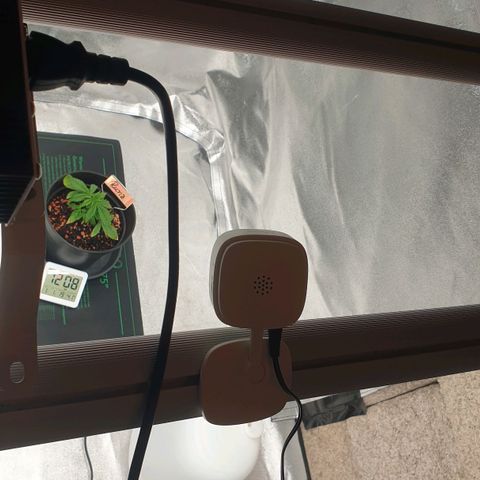 Runtz growlog timeline photo
