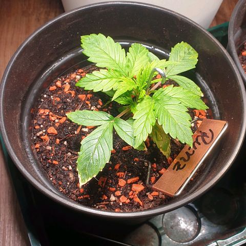 Runtz growlog timeline photo
